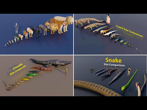 Crocodile, Cat, Snake & Lizard Size Comparison 🐊🐱🐍🦎 | From Tiny to Terrifying!