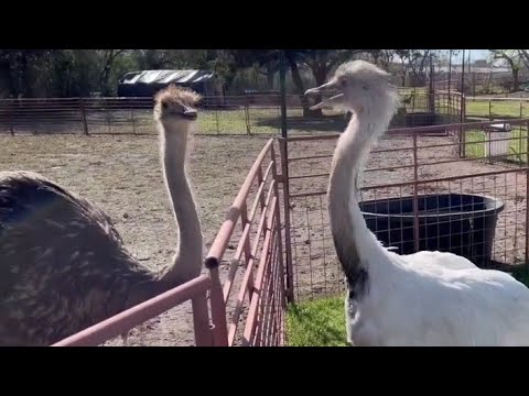 Kevin Fights Homelander & Gets Banished