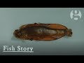 Fish Story