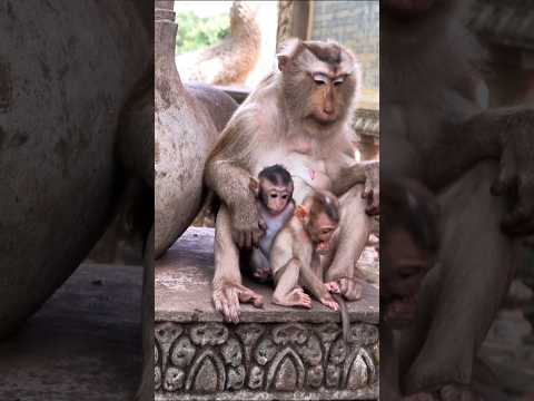 Trained Monkeys - Rich Broillet