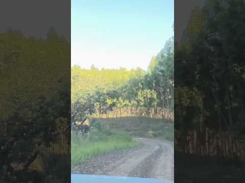 Linda estrada … rumo à cachoeira véu de noiva em Ortigueira-Pr