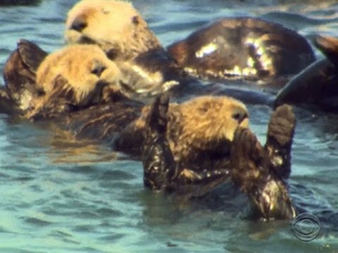 Sea otters thriving off Calif. coast Video