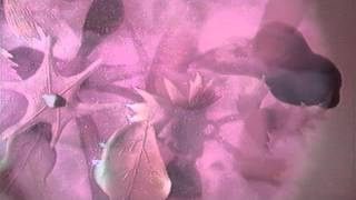 Pale Saints - Half Life, Remembered