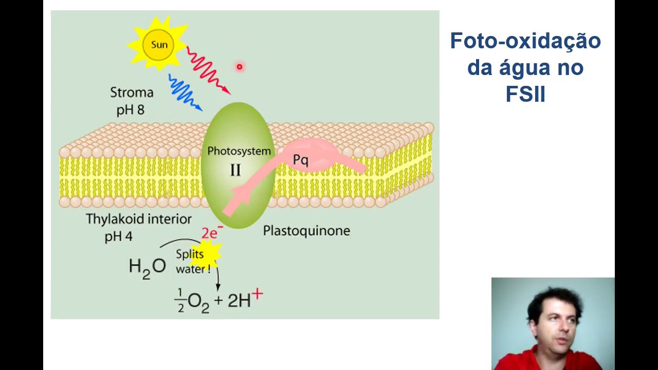 Fotossintese Fase fotoquímica
