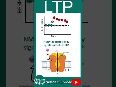 LTP | Long term potentiation | Memory and learning