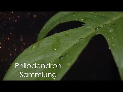 Meine Pflanzensammlung: Familie der Philodendron - Pflanzentour Aroids 2022 (Teil 1) Zimmerpflanzen