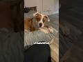 I Don’t Want Your Bread Crumbs! - RxCKSTxR Comedy Voiceover #comedyshorts #dog #dogcomedy