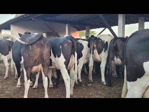 VACARIA EM LACTAÇÃO A VENDA!  EM ITAIBA PE 87 98119-2343  (26/11/2025