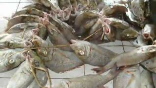 preview picture of video 'How to dry marine fish'