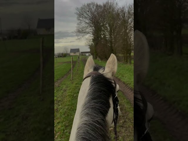 Jument Pur Sang grise n&eacute;e en 2021