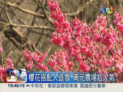 南北櫻花開滿山 年節走春好去處