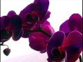 Орхидея, цветок богов.wmv 