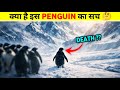 Viral Penguin Video Explained In Hindi Penguin Mountain Documentary Penguin Going To Mountains