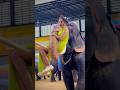 I Love Playing With Elephants ️ Ramyasree Nanipinky Thailand Pattaya