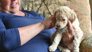 Video preview image #6 Goldendoodle Puppy For Sale in DES PLAINES, IL, USA