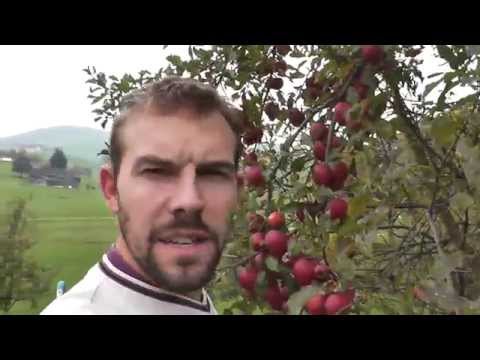 Äpfel ablesen und Rundgang im Hochstamm Obstgarten