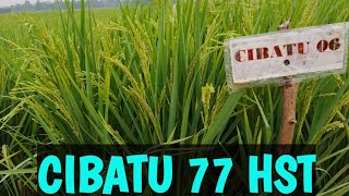 Download lagu UPDATE CIBATU 06 USIA 77 HST KELUAR MALAI mp3
