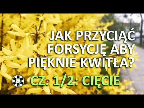 Endoskopowa powiększenie penisa Mały penis u mężczyzn, i to nie jest konieczne