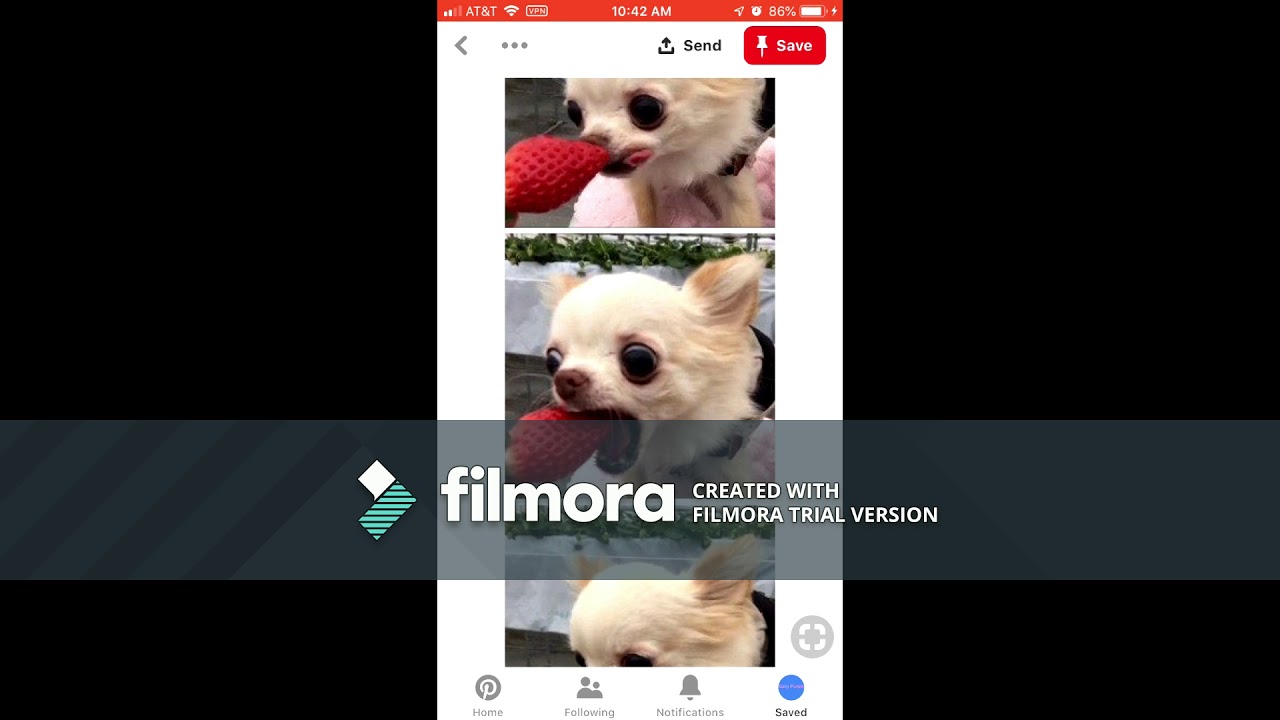 Cute Animal Memes on Pinterest!