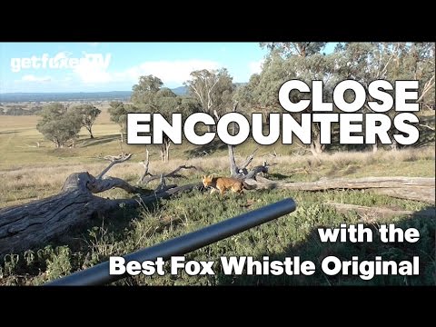 Close Encounters with the Best Fox Whistle Original...