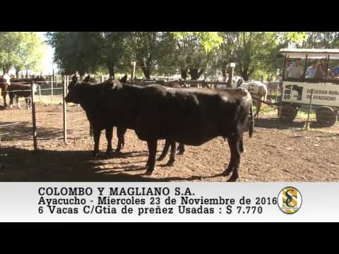 23-11-16 Venta de Vientres - Colombo y Magliano S.A. - Ayacucho