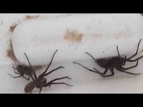 SPIDERS!!!! MASSIVE Gigantic spiders crawling around!!! arghh!