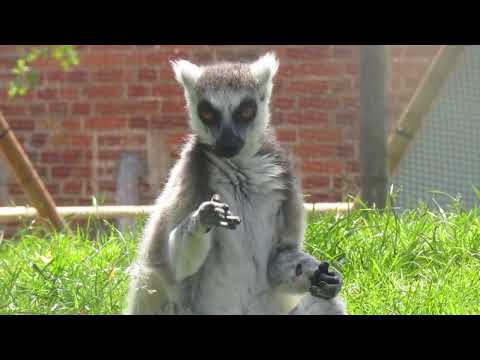 Lemur licking itself