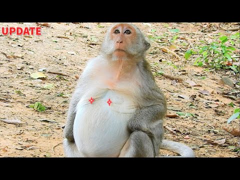 Wow!Poor Pregnant Monkey Jade'S Belly Look So Big|Jade Wonder When Her Baby Come Out