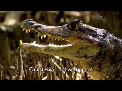 ‘Otok s Bearom Gryllsom’: Sirovi izazov preživljavanja u divljini pacifičkog otoka | PLAY PREMIUM