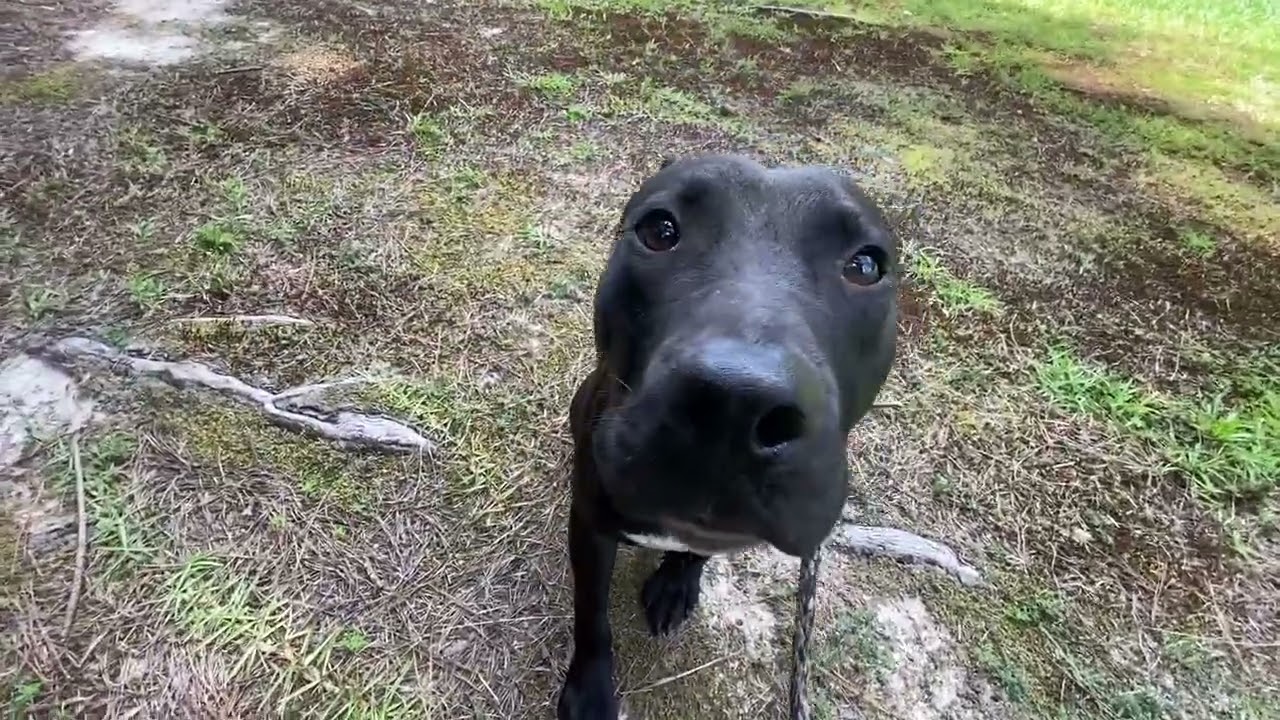 Jett, a ADOPTABLE mixed breed in Monroe, GA video 2/4