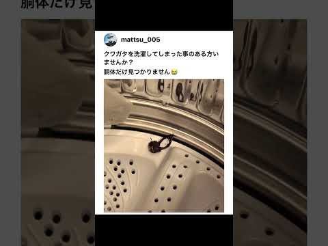 クワガタを洗濯したことがある方...　いませんか？