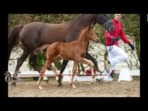 62 Violetta SF v. Vilancio - Sir Donnerhall II