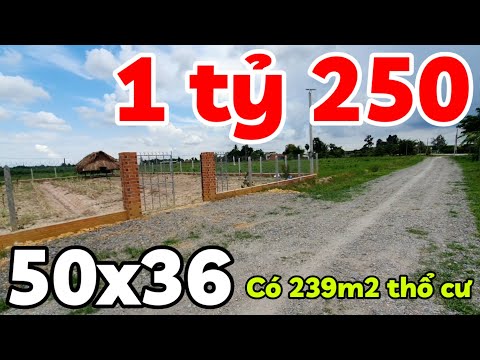 Đất 50x36 có 239m2 thổ cư chòi lá vườn mít Thái xây rào B40 giá 1 tỷ 250 triệu ở Long Thuận Tây Ninh
