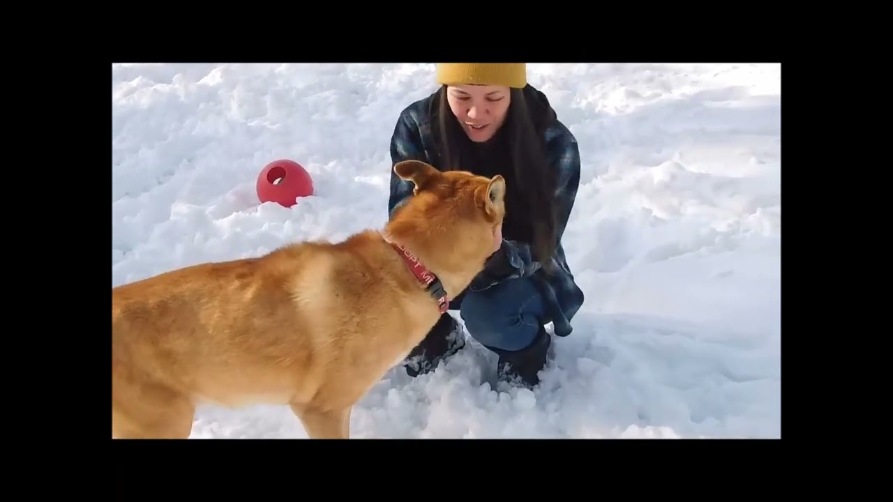 Enlarge WORF, a ADOPTABLE mixed breed in Ironwood, MI video 5/5