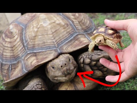 BABY TURTLE MEETS PARENTS (After Months of Separation)