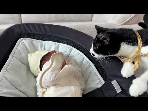 충격 실화! 고양이가 아기 보자 보인 역대급 반응