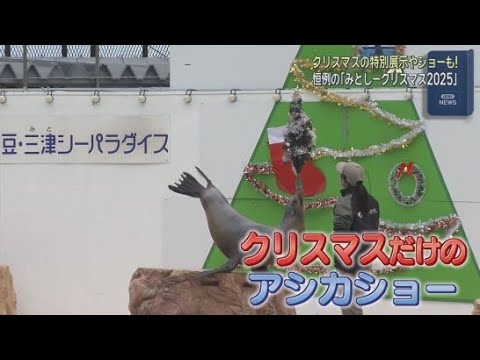 YouTube Video アシカの鼻にクリスマスツリー、サンタそっくり!?のエビも…この時期だけの「みとしークリスマス」　静岡・沼津市　伊豆・三津シーパラダイス