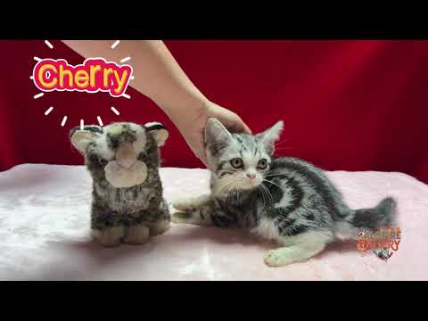 I got a new cat slave already !!! U are late !!!!我已經有貓奴了！