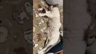 ＃猫#ねこ#ネコ#cat #ねこのいる暮らし #ねこのいる生活 #ねこ動画 #ねこのきもち #ネコ界隈#ハチワレ猫 #いやし #かわいい猫#春眠#春#うたた寝#元野良猫