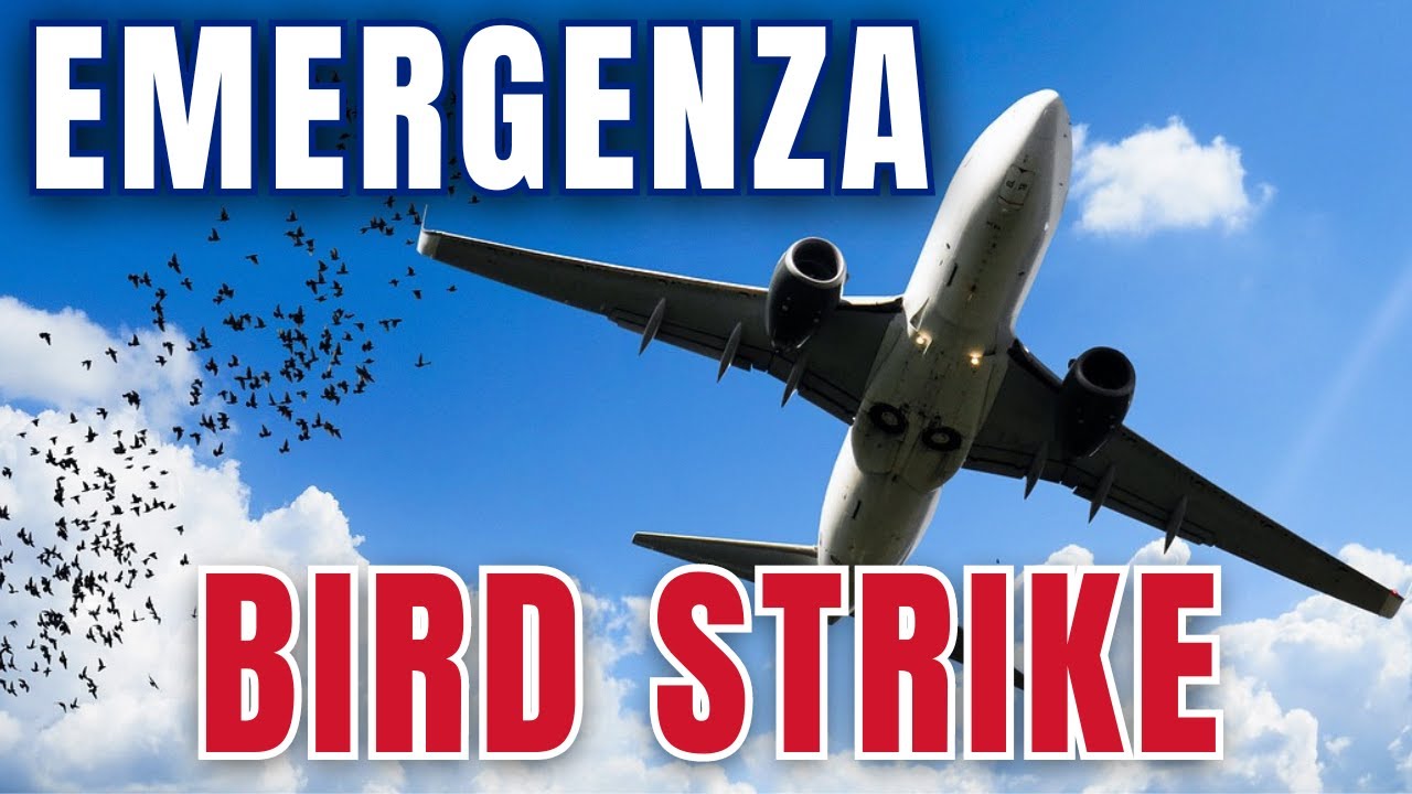 Video Bird Strike - Wildlife Strike - Skyward Dreams Channel - Ing. Corrado De Leo