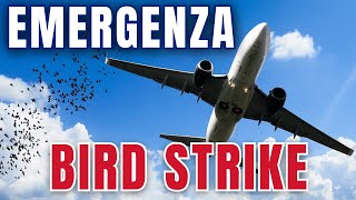 Video Bird Strike - Skyward Dreams Channel