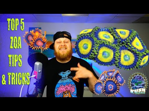 YouTube video about: How fast do zoanthids grow?