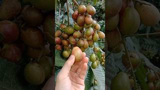 Download lagu Matoa, the most special fruit in Indonesia #matoa #matoafruit mp3