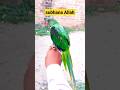 Cute Green Rose Ringed Parrot Cute Rose Nick Parrot