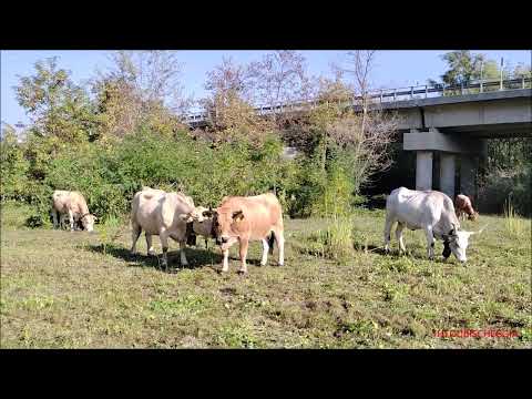 L' ULTIMO PASCOLO DAL RITORNO DALL' ALPEGGIO - GIOV. 6 - 10 - 2022.