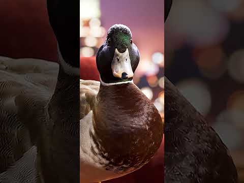 Creative video 2
