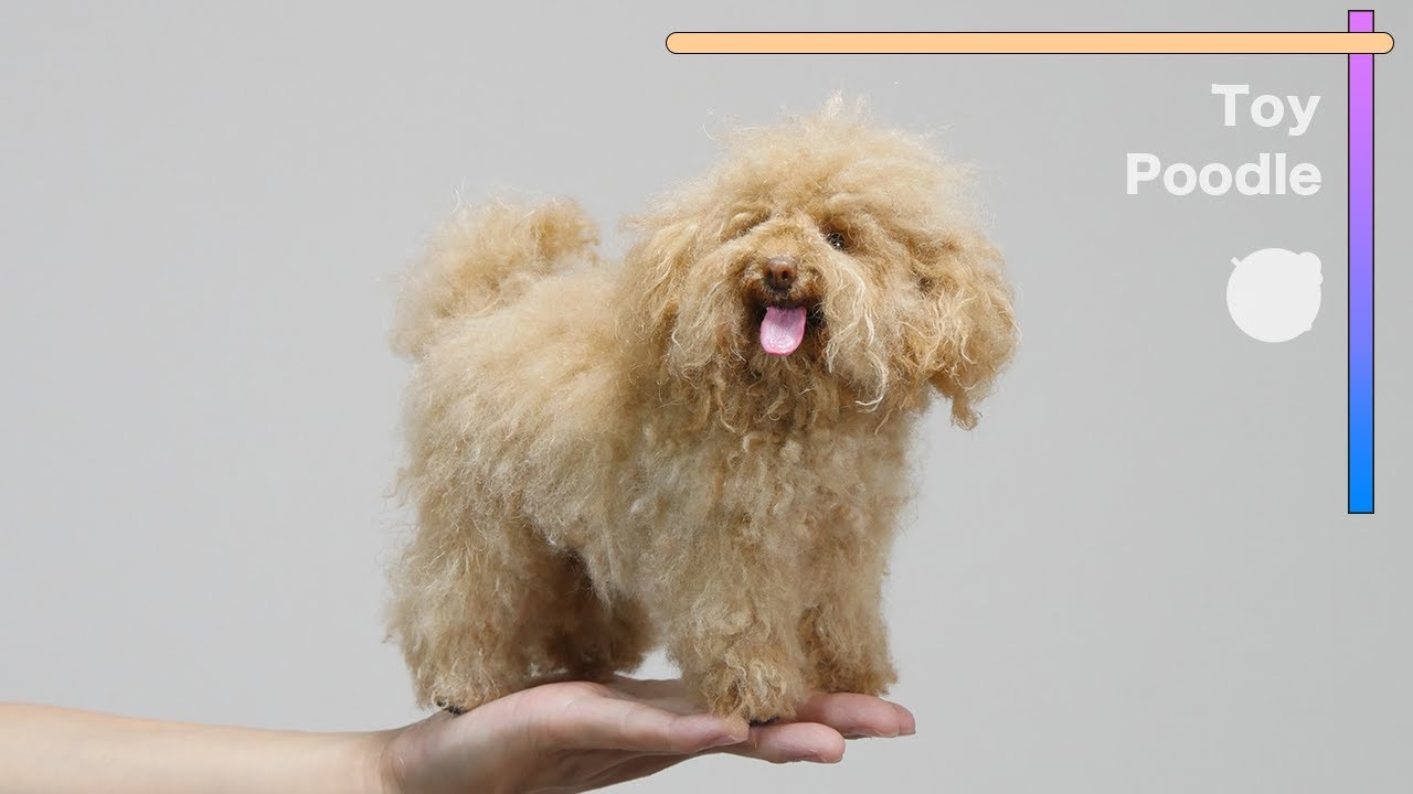 羊毛フェルトで作るトイプードル / Toy Poodle