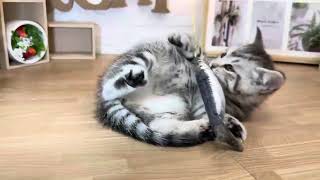 マンチカンの動画01