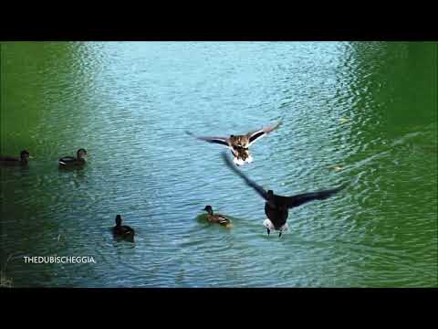 LE MIE FOTO ALLE ANATRE DI GERMANO NEL LAGO GIURDAN A BOVES. (CN) SAB. 22 - 8 - 2020.