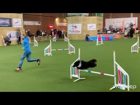 Zeke “Zik” ❄️ Decemberi Bing Agility Kupa ❄️